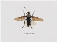 藏品(膜翅目及雙翅目)的圖片